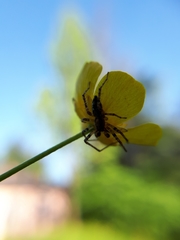 Anyphaena accentuata