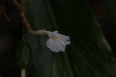 Alpinia arctiflora