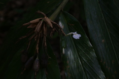 Alpinia arctiflora