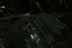 Alpinia arctiflora