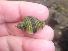 Paciocinebrina circumtexta