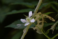 Rubus probus