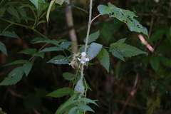 Rubus probus