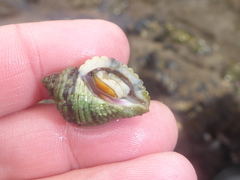 Paciocinebrina circumtexta