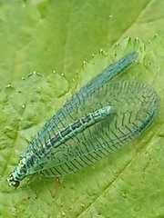 Chrysopa perla