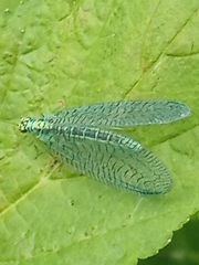 Chrysopa perla