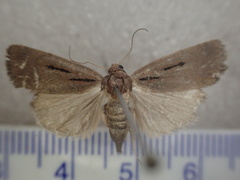 Thoracolopha acontoura