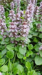 Ajuga reptans