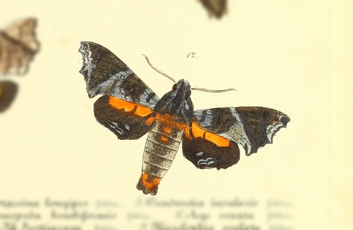 Nyceryx magna