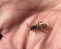 Nomada flava