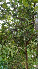 Alnus hirsuta
