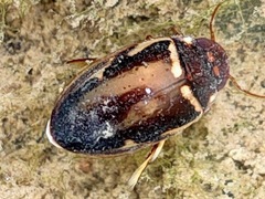 Platambus fimbriatus