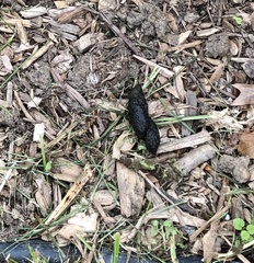 Vulpes vulpes fulvus