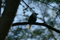 Lybius leucocephalus