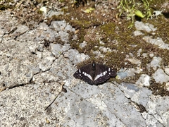 Lelecella limenitoides