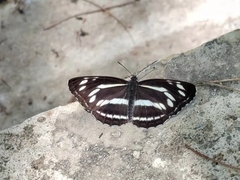 Neptis philyroides