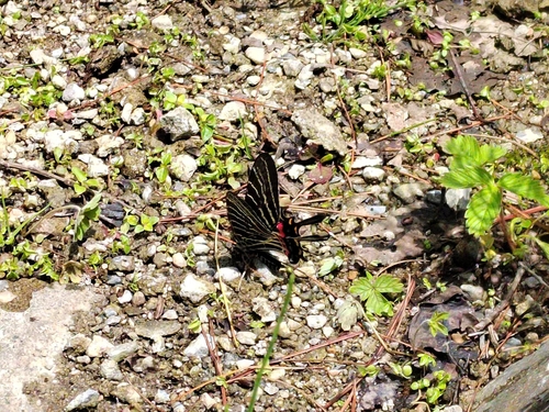 シナシボリアゲハ (Bhutanitis thaidina) · iNaturalist
