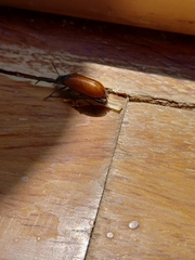 Omophlus lepturoides