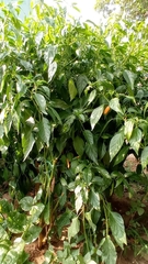Capsicum chinense