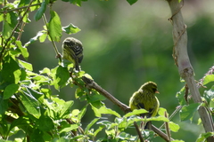 Crithagra citrinelloides