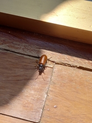 Omophlus lepturoides