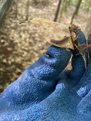 Pseudopolydesmus canadensis