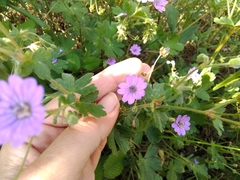 Geranium pyrenaicum