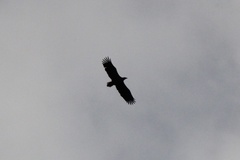 Haliaeetus albicilla