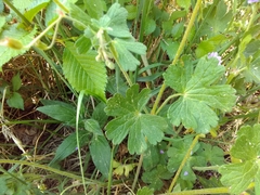 Geranium pyrenaicum