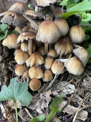Coprinellus