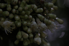 Syzygium cormiflorum