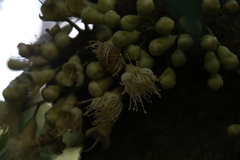 Syzygium cormiflorum