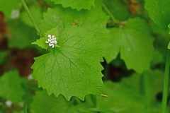 Alliaria petiolata