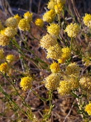 Acamptopappus