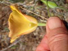 Calochortus clavatus