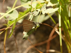Hemiolaus caeculus
