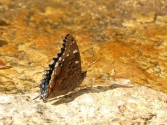 Charaxes guderiana