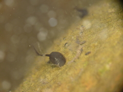 Bufotes viridis viridis