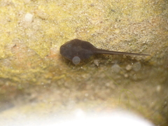 Bufotes viridis viridis