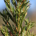 Cliffortia strobilifera - Photo (c) Tony Rebelo,  זכויות יוצרים חלקיות (CC BY-SA)