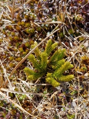 Huperzia appressa