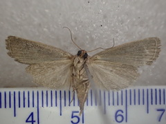 Thoracolopha acontoura