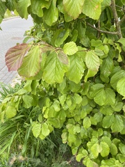 Parrotia persica