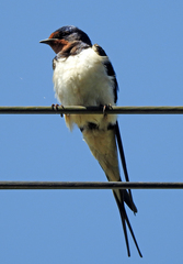 Hirundo rustica