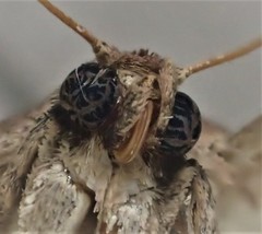 Thoracolopha acontoura