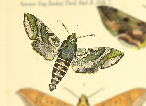 Nephele densoi
