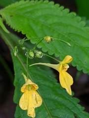 Impatiens racemosa