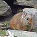 Royle's Pika - Photo (c) Mohit Patel, some rights reserved (CC BY-NC-ND), uploaded by Mohit Patel