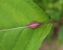 Neolasioptera impatientifolia