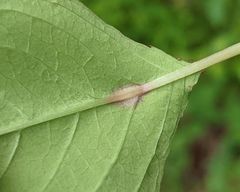 Neolasioptera impatientifolia